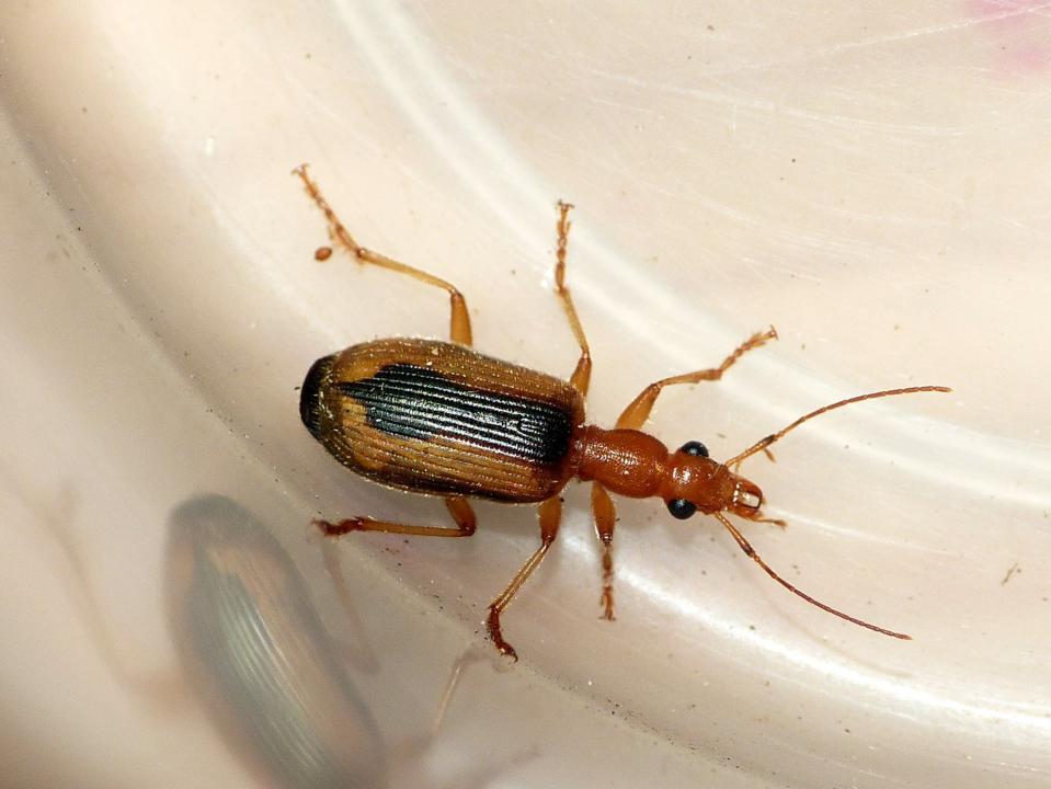 Carabidae: quale Drypta? Drypta (Deserida) distincta